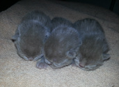 Diva's 3 blue kittens