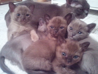 Nomi & Lotsa's 2 week old kittens. 