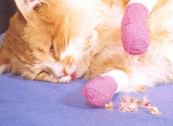 Declawing information