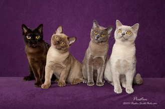 All four colors of Burmese, sable, champagne, blue, and platinum