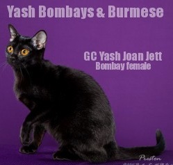 Yash Bombay Burmese